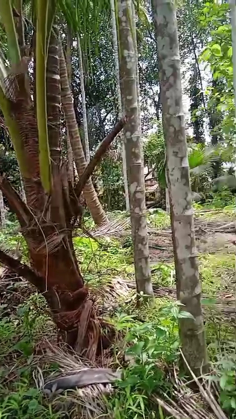 IMG_20260121_12472621